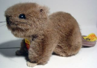 Steiff 4 " Paddy Beaver 1470/12 Circa 1986.  With Tags