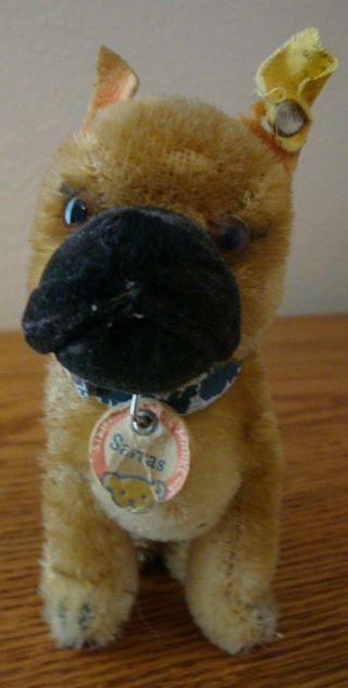 Steiff Sarras Boxer Dog Mohair Sitting 4.  5 " 3310 Button & Tag,  Collar W/tag