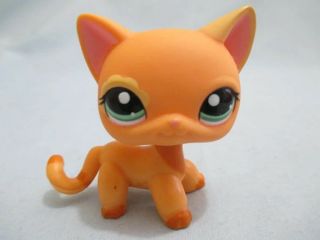 Littlest Pet Shop 1643 Shorthair Orange Yellow Kitty Cat With Flower Patch Eyes
