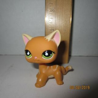 525 Orange & Cream Short Hair Cat Littlest Pet Shop Hasbro Authentic Green Eyes