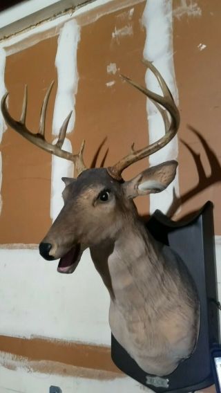 Buck Singing Talking Animated Gemmy Deer Head To Function Corr.  No Remote