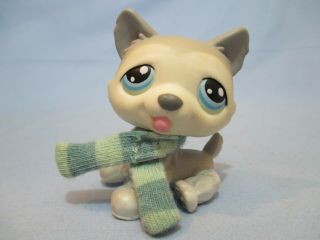 Littlest Pet Shop Dog Husky 70 With Scarf Accessory Lps Exclusive