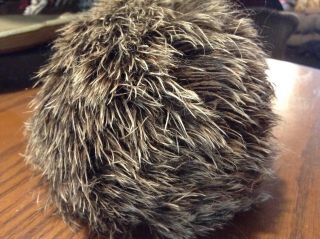 Vintage Steiff Joggi Hedgehog 1670/10 Mohair 5 
