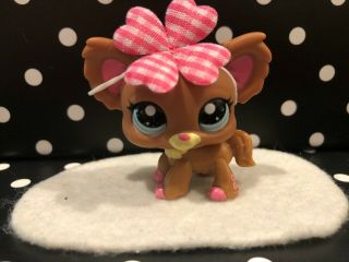 Authentic Littlest Pet Shop 1623 Brown/pink Girl Chihuahua Dog