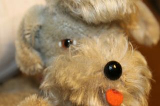 Vintage German Steiff Snobby Poodle Dog,  Ear Pin,  Red Collar,  9 