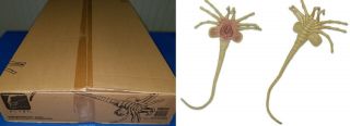 Foam Prop Facehugger Neca 1986 Aliens Life Size 3 & 1/2 Feet & Bendable Tail