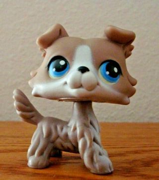 Littlest Pet Shop Brown Collie With Blue Eyes Pink Magnet 2005 Vgc