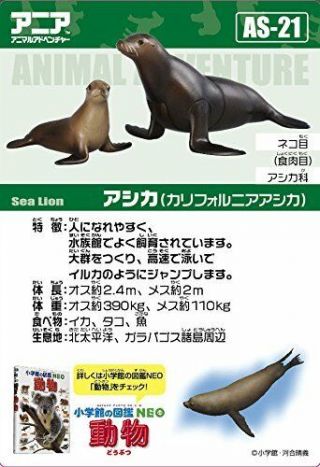Ania AS - 21 sea lions 2
