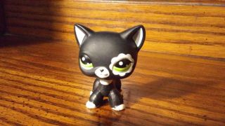 Littlest Pet Shop Lps 2249 Kids Toy Animals Black Cat Green Eyes