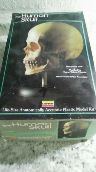 Lindberg Life Size Anatomically Accurate The Human Skull Model Kit No.  1301