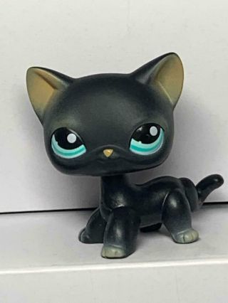 Littlest Pet Shop Cat 994 Black Siamese Kitty Cat Short Hair Blue Eyes