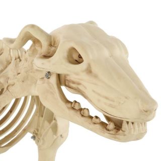 Halloween 3 ft.  Animated Skeleton Greyhound with LED Illuminated Eyes 6