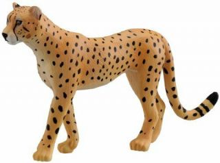 Ania As - 13 Cheetah