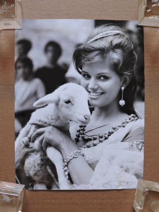 Claudia Cardinale With A Lamb Candid Portrait Photo 1962 Cartouche