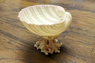 Antique Belleek Neptune Nautilus Shell Pink Coral Footed Bowl 1st Black Mark