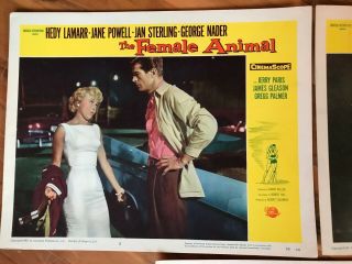 3 Lobby Cards 11x14: The Female Animal (1958) Hedy Lamarr,  Jane Powell 2