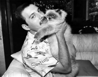 Freddie Mercury Queen And Cat Celebrity Rare Exclusive 8x10 Photo