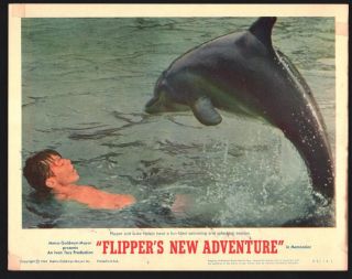 Flippers Adventure (fine) Lobby Card Set Of 8 1964 Movie Poster Art 16000