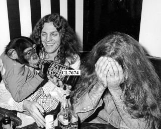 Lynyrd Skynyrd: Allen Collins And Artimus Pyle With Chimp Drinking Jack Daniels