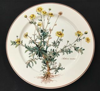 Set Of 4 Villeroy & Boch Botanica Dinner Plate Anthemis Tinctoria Root Flower
