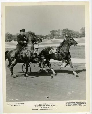 The Tattooed Police Horse 1964 Walt Disney Photo - Harness Racing