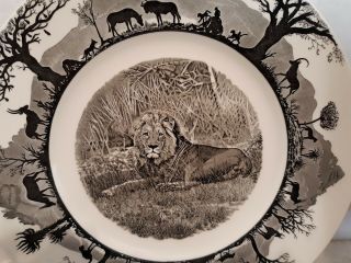 Wedgwood Kruger National Park Lion Dinner Plate 3