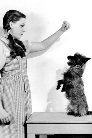 The Wizard Of Oz 24x36 Photo Poster Print Judy Garland With Toto Dog