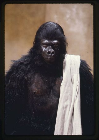 Planet Of The Apes Rare Color 35mm Transparency Slide Gorilla In Sauna