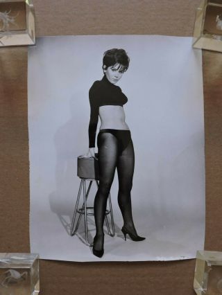 Judy Carne In Pantyhose Orig Leggy Pinup Portrait Photo 1962 A Briefs