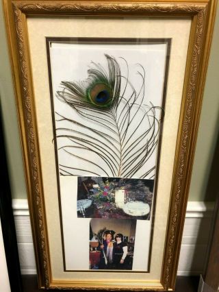 Elvis Presley Peacock Feathers From Graceland Mansion From Nancy Rooks Authentic