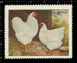 German Poster Stamp Cinderella Poultry Chemnitz White Wyandotte Chicken Rooster
