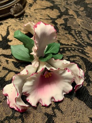 Capodimonte Fabar White And Pink Orchid Flower Made In Italy