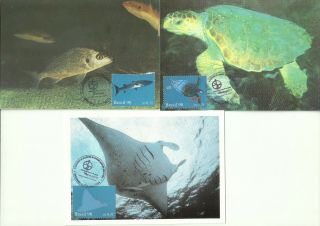 Brazil 1998 - Maxicards Fish,  Turtle,  Manta