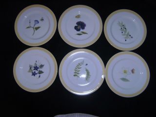 6 Williams Sonoma 7 3/4 Inch Plates Summer Studies All Different