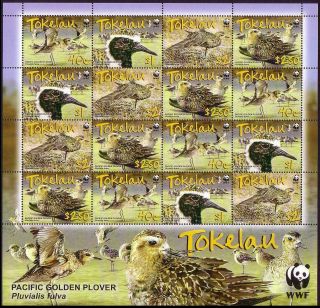 Tokelau Birds Wwf Pacific Golden Plover Sheetlet Of 4 Sets Mnh Sg 382 - 385