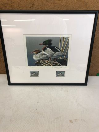 1994 Federal Duck Stamp Print Neal R.  Anderson With Stamp 74 /20,  000 Framed