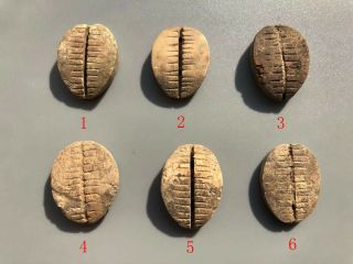 A Bone Cowry Shell (shell Money) - Zhou Dynasty (1046bc - 256bc) 601