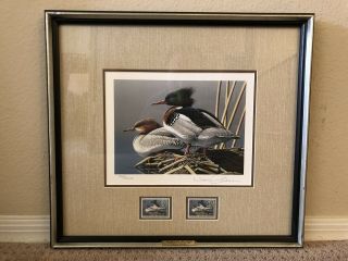 Rw61 1994 Federal Duck Stamp Print Red Breasted Merganser Neal Anderson
