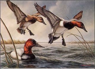 Minnesota 4 1980 State Duck Stamp Print Canvasbacks By James Meger List $400