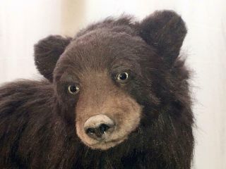 Pawtrait Bears Ooak Realistic Brown Bear By Brigitte Smith
