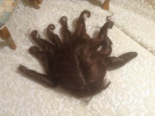 11 " Antique Long Curl Dark Brown Human Hair Doll Wig