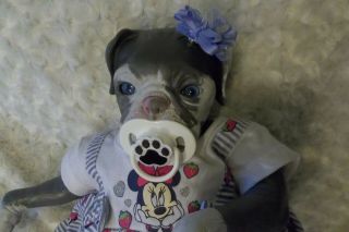 Reborn Hybrid Pitbull Puppy Artist Doll Dog Hand Painted Baby Pup Princess Gray