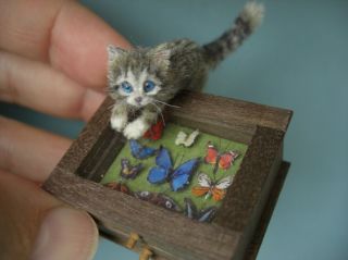 Ooak Dollhouse 1:12 Miniature Tiny Kitten Butterfly Display Handmade Oreon Cat