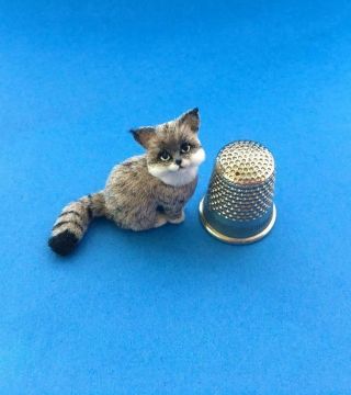 Ooak Dollhouse Miniature 1:12 Handsculpted Maine Coon Kitten Cat Kara Lancia