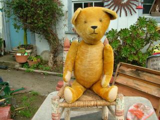 Antique Honey Mohair Large 24 " Jointed Teddy Bear With Glass Eyes
