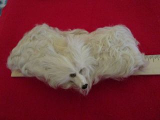 Antique (100 Years Old) Curly Sheep Skin Bisque Doll Stole With Dog Head Ornamen