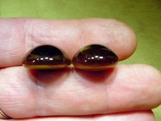 A Pair Vintage Solid Glass Eyes Size 19 Mm Teady Bear Taxidermy Age 1910 A.  1184